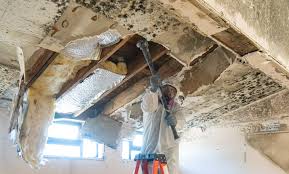 Why You Should Choose Our Mold Remediation Services in North Lindenhurst, NY